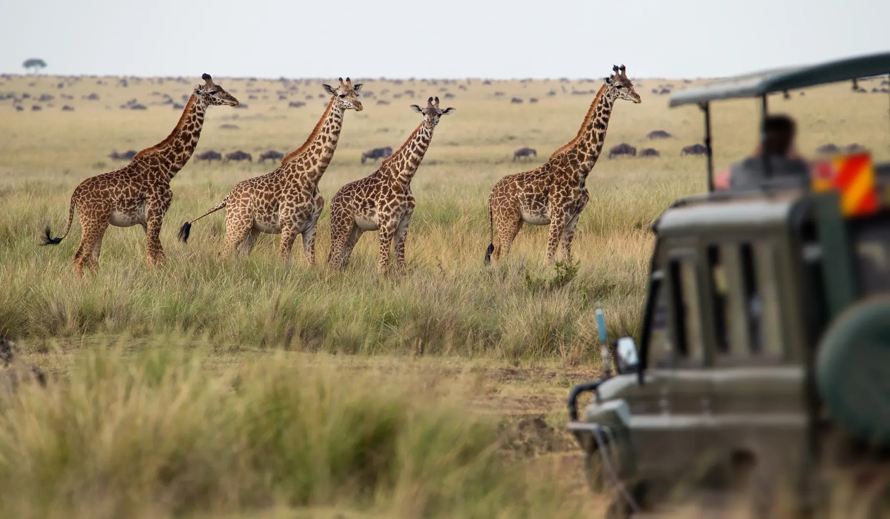 Llanuras del Serengeti al atardecer con jeep de safari