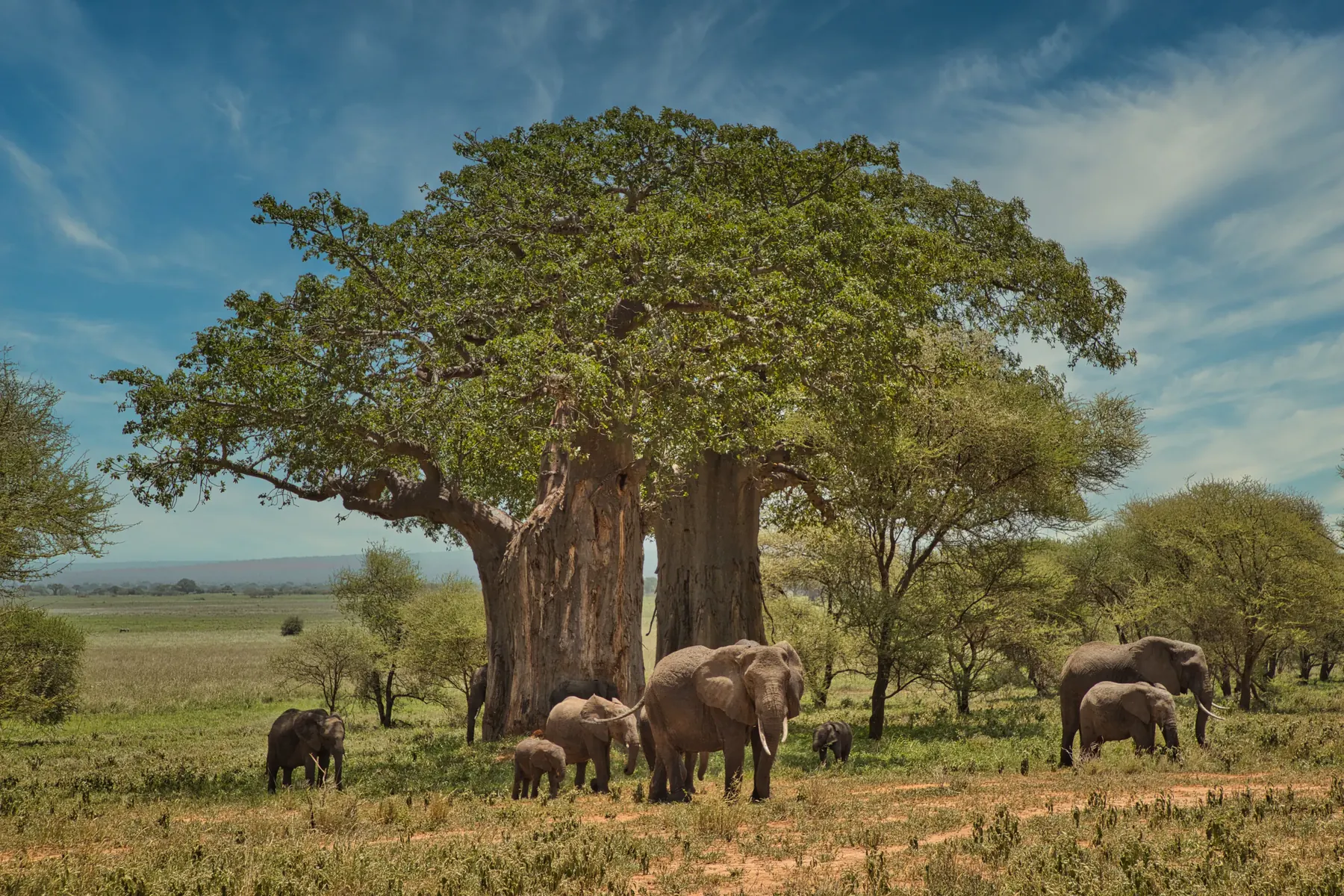 Elefantes junto a un baobab en el parque de Tarangire, Tanzania