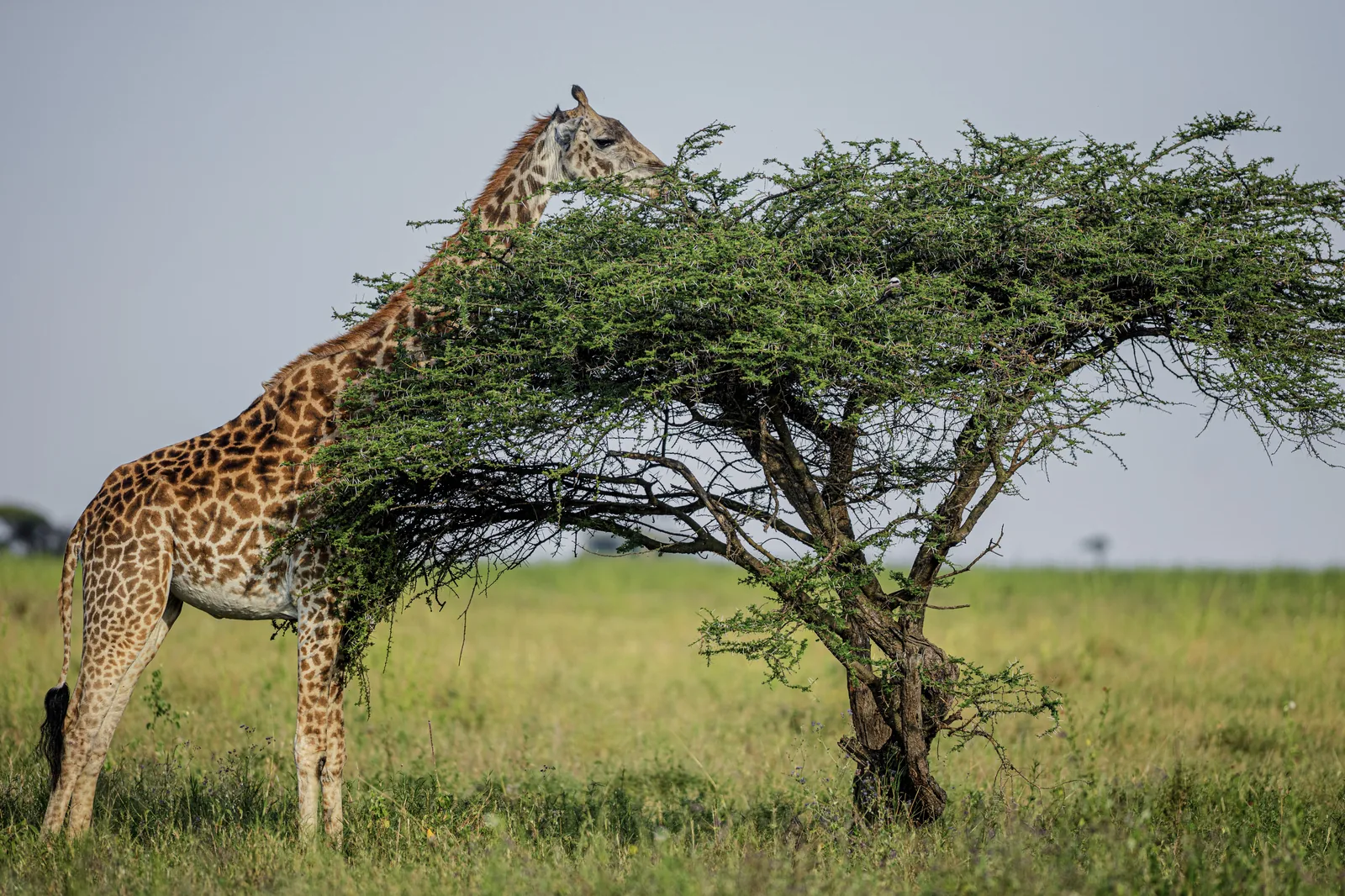 Jirafa comiendo de una acacia en el Serengeti, Tanzania